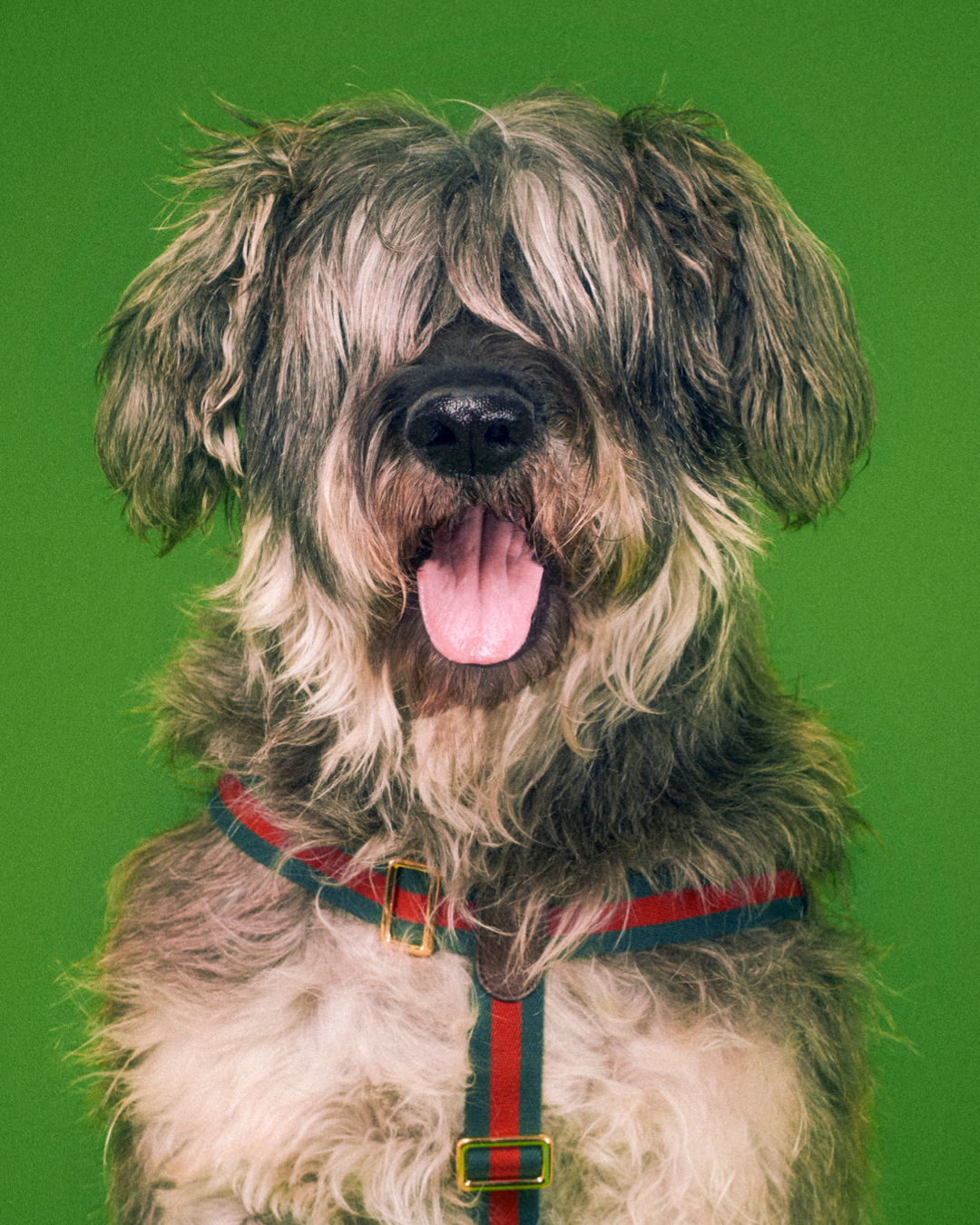 Gucci Lifestyle 1080x135052 1