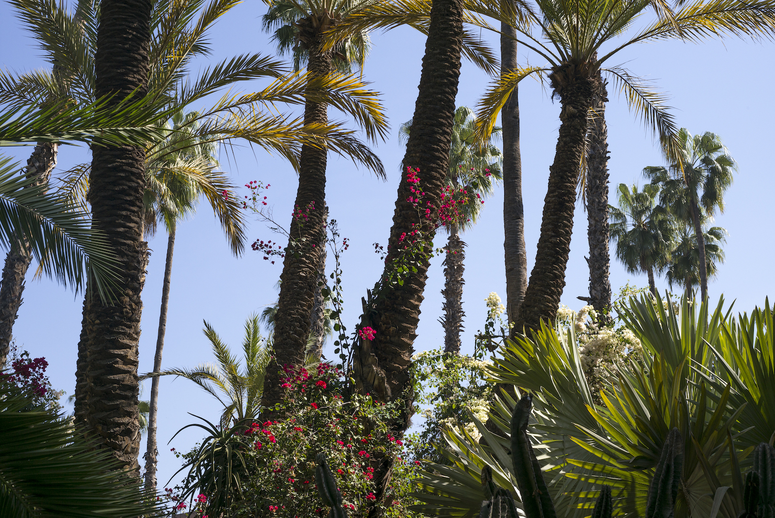 yslbeauty pureshots ourika gardens palm tree rgb