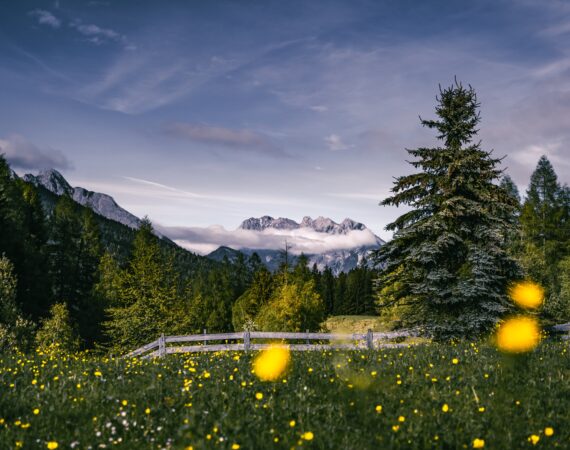 Blumenwiese mit Blick auf die Arnspitzen im Sommer