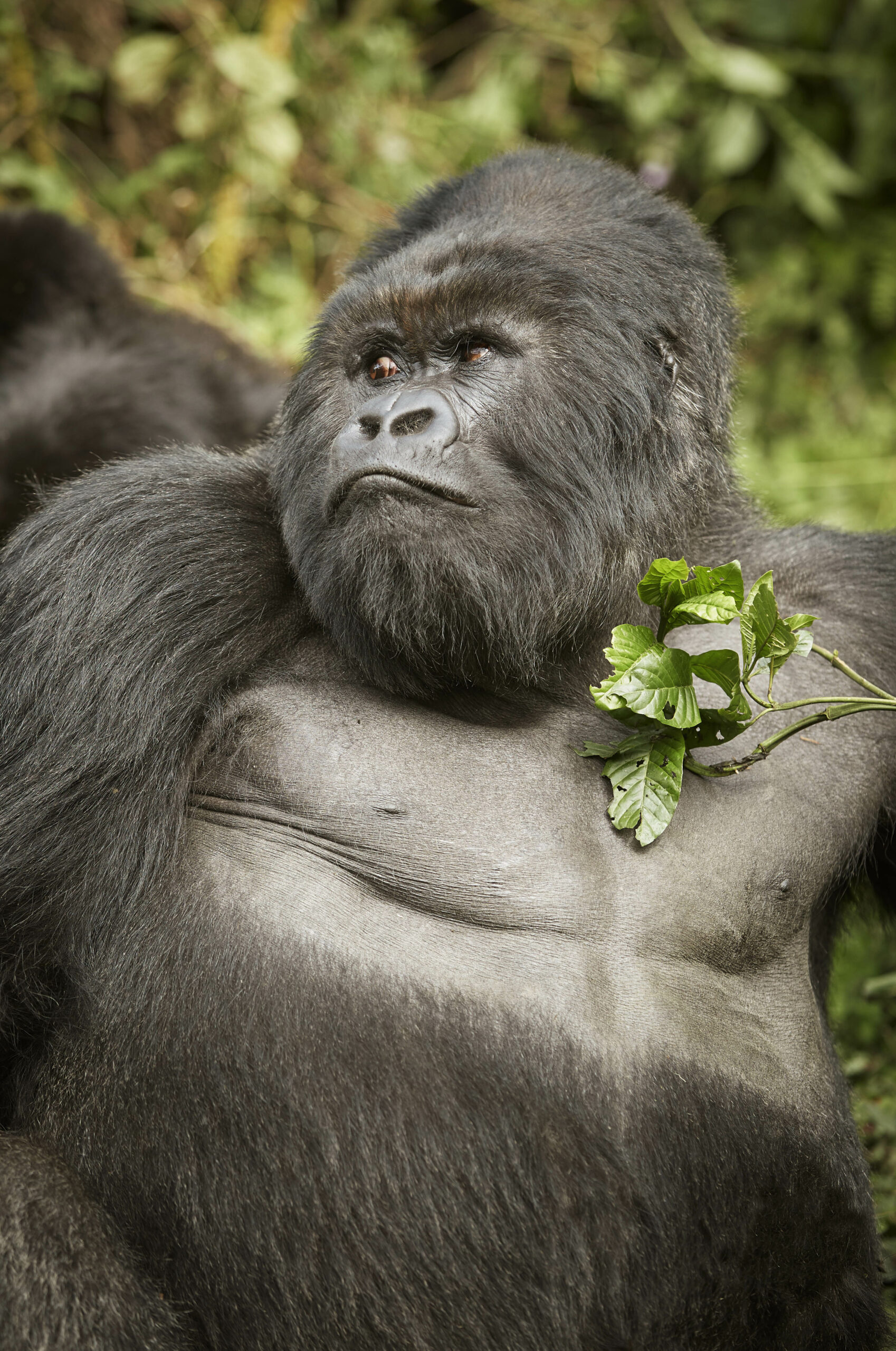 OneOnly Gorillas Nest Ruanda Gorilla 1 scaled