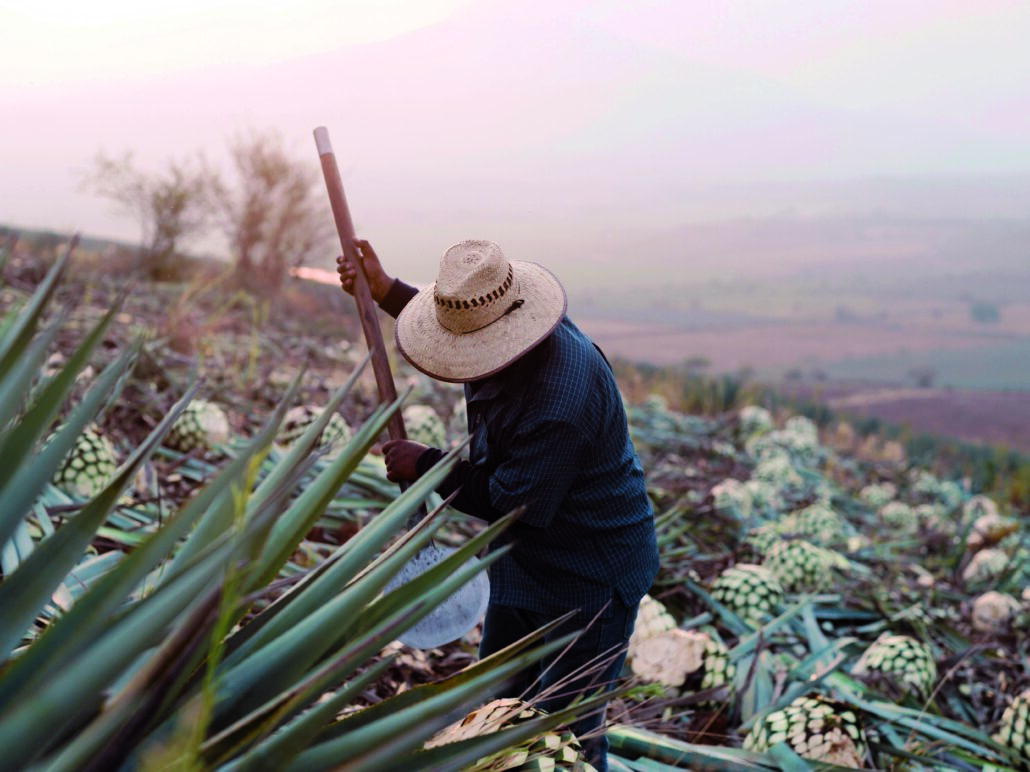 Volcan Tequila Agavenfeld01