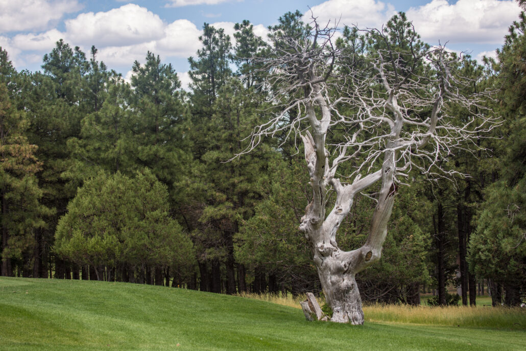 Elephant Rocks Golf Course 8 photo credit Experience Williams