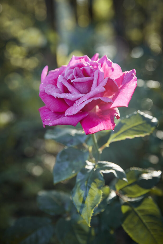 OO GorillasNest Flora Fauna Rose Detail 17114 MASTER