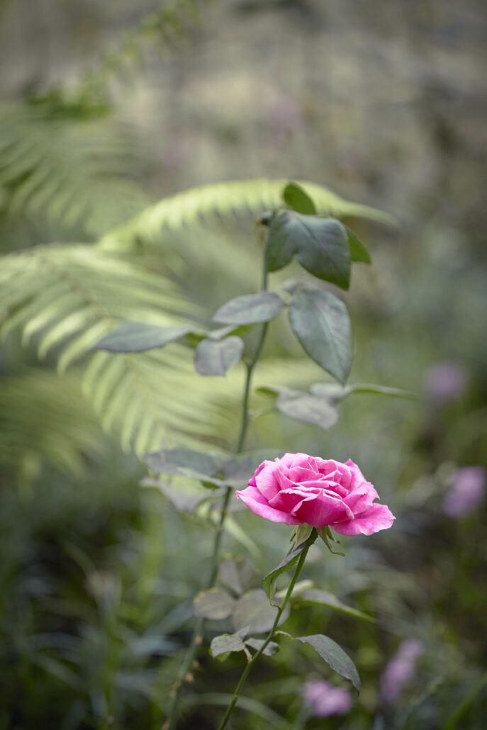 OO GorillasNest Flora Fauna Rose Detail 2769 MASTER