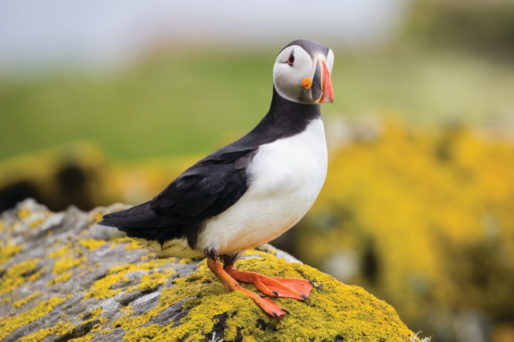 A Puffin in Iceland Adrian Wlodarczyk