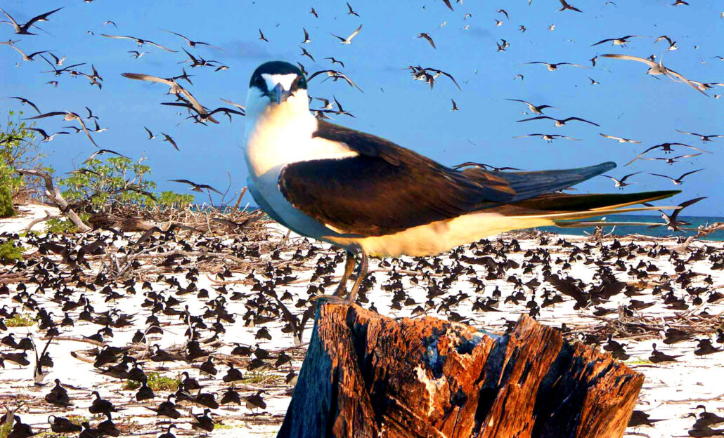 02 Bird Island © SeyVillas