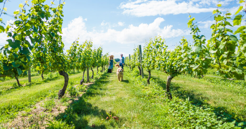 Bedell Cellars 115 1