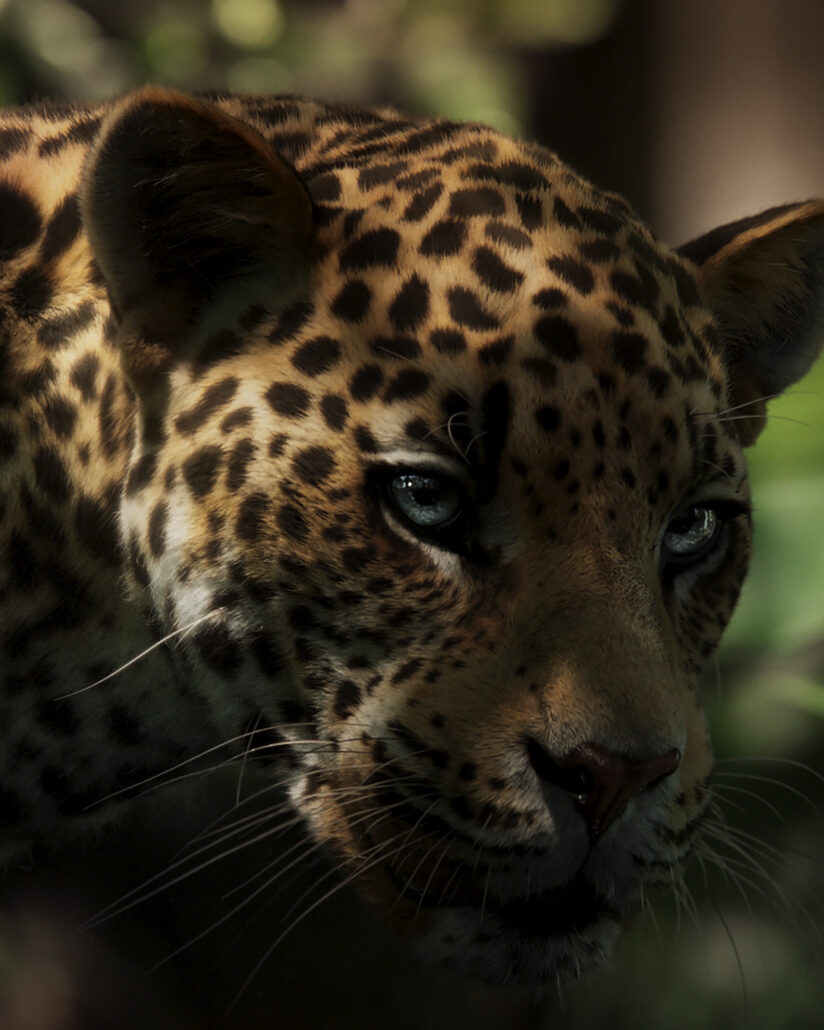 PANTHERE PARFUM DIGI CLOSEUP PANTHERE UPSCALE3 4x5 30cm 300dpi