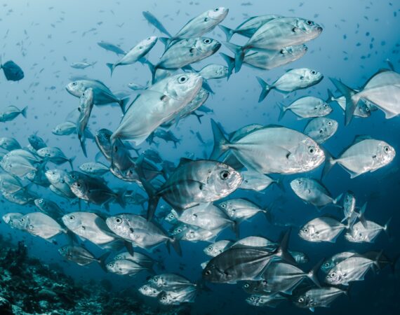 sebastian pena lambarri YV593oyMKmo unsplash