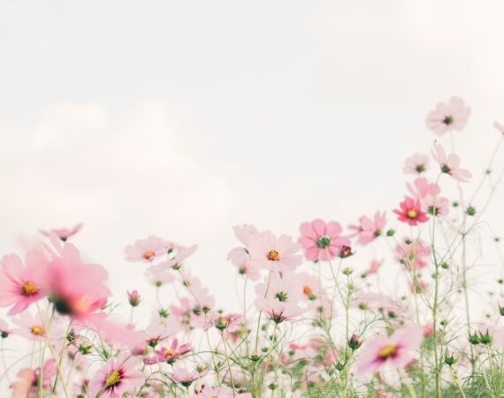 tomoko uji kxvn1ogpTtE unsplash