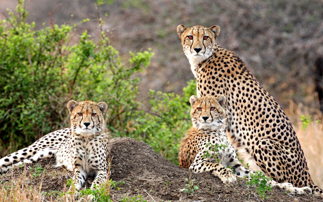 Afrika andBeyond Cheetah Family 13