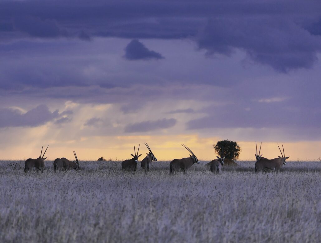 Kenya Laikipia Suyian Conservancy Beisa oryx