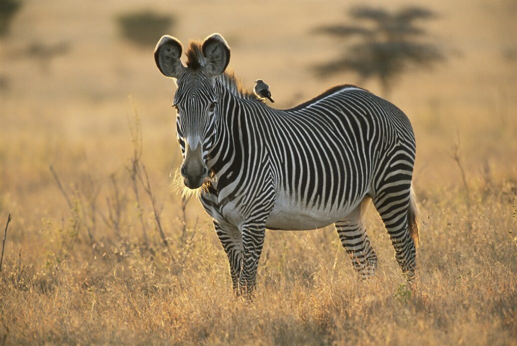 Kenya Laikipia Suyian Conservancy Grevy s zebra