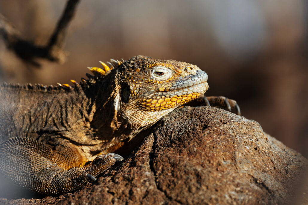 Silversea Cruises Galapagos Echse