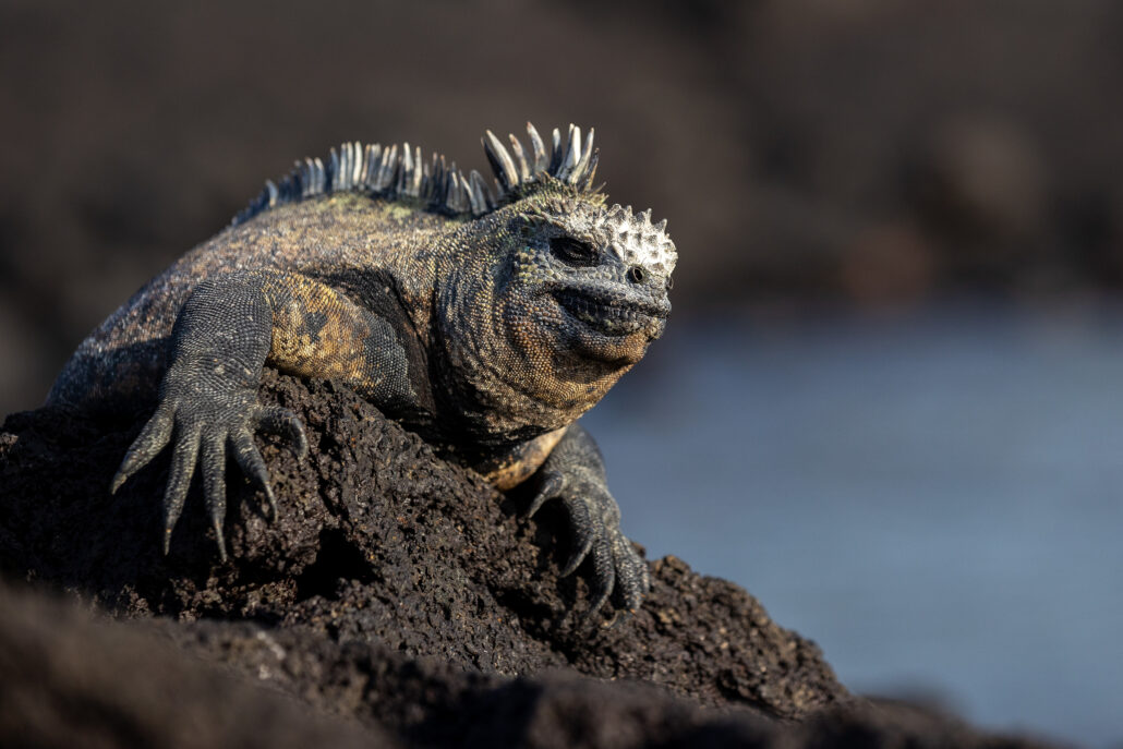 Silversea Cruises Galapagos Tiere