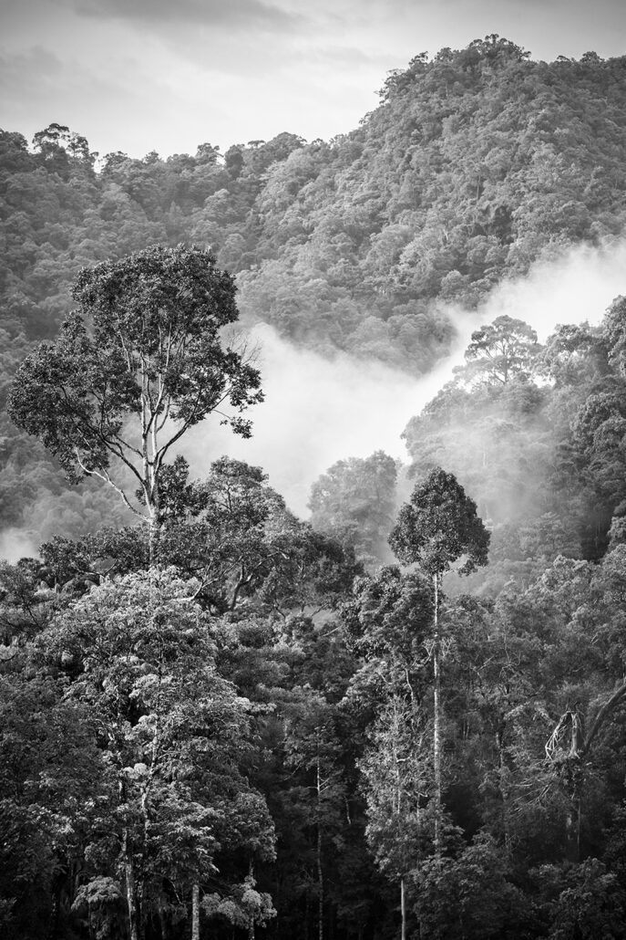 The Datai Langkawi Rainforest 4