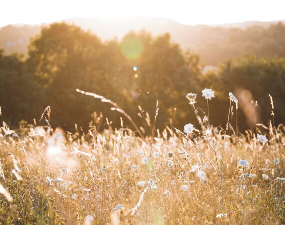 niklas hamann Cxjh4S2Pmt8 unsplash