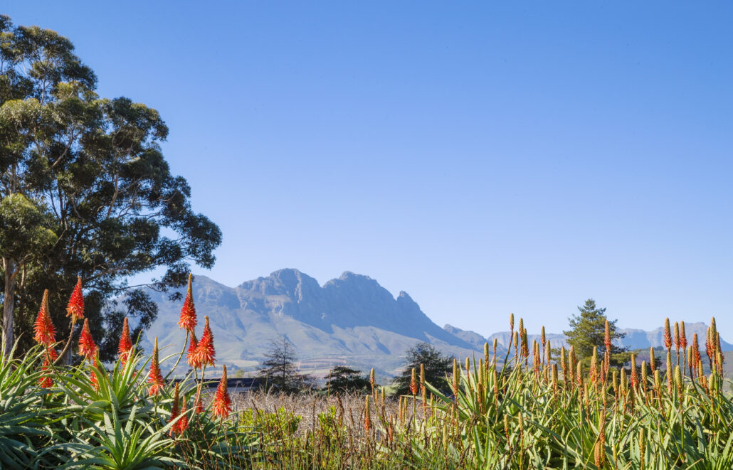 OO CapeTown Wine Lands Simonsig View Landscape 1922 MASTER