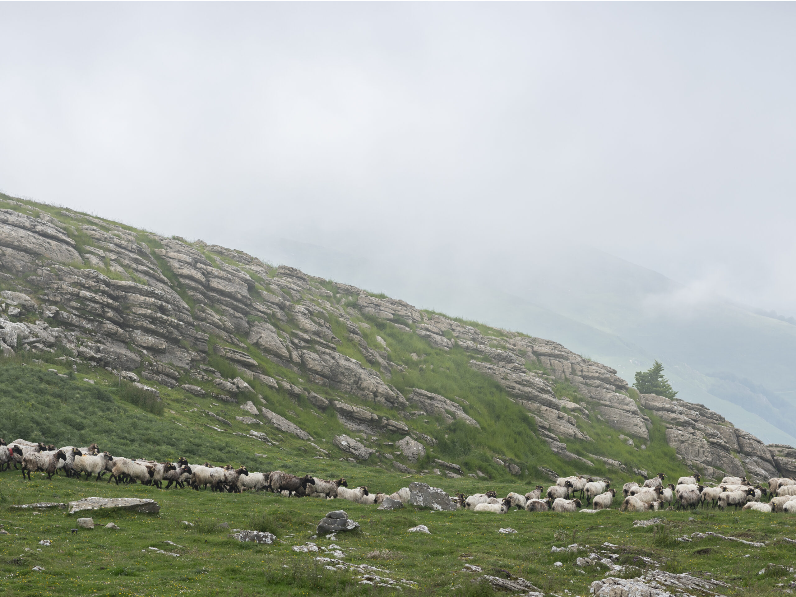 Shepherd Jean Bernard Maitia traite 03©Felix Ledru scaled