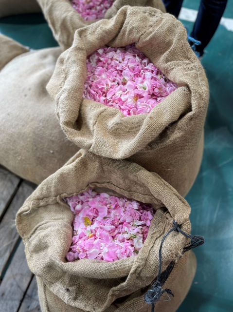 AquaAllegoriaHarvest MoodImage03