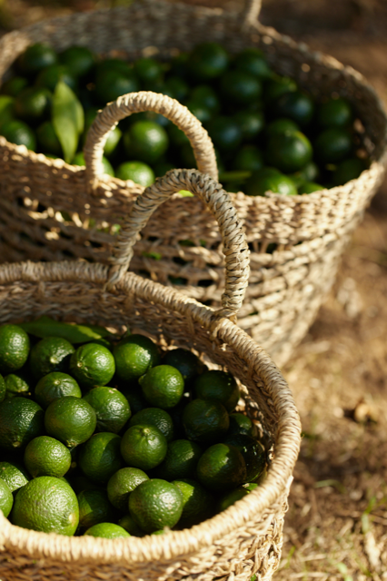 AquaAllegoriaHarvest MoodImage07