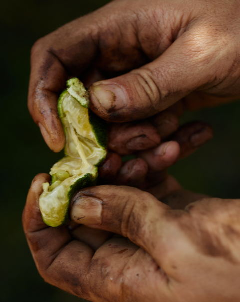 AquaAllegoriaHarvest MoodImage09