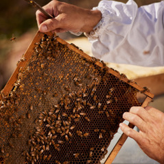 AquaAllegoriaHarvest MoodImage23