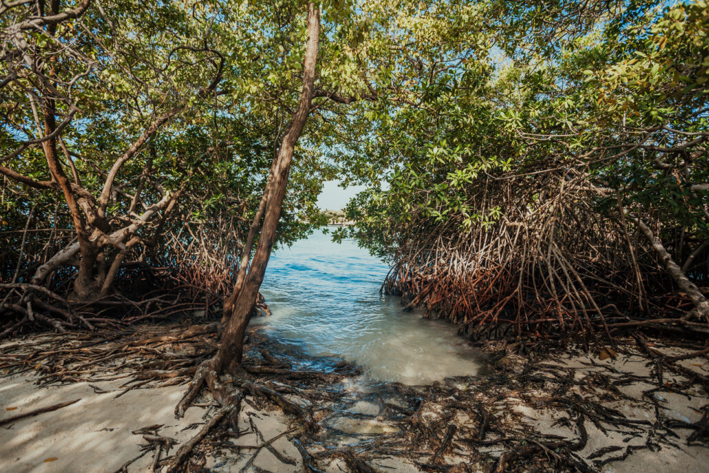 Mangroves At Mangel Halto Beach c Aruba Tourism Authority 1