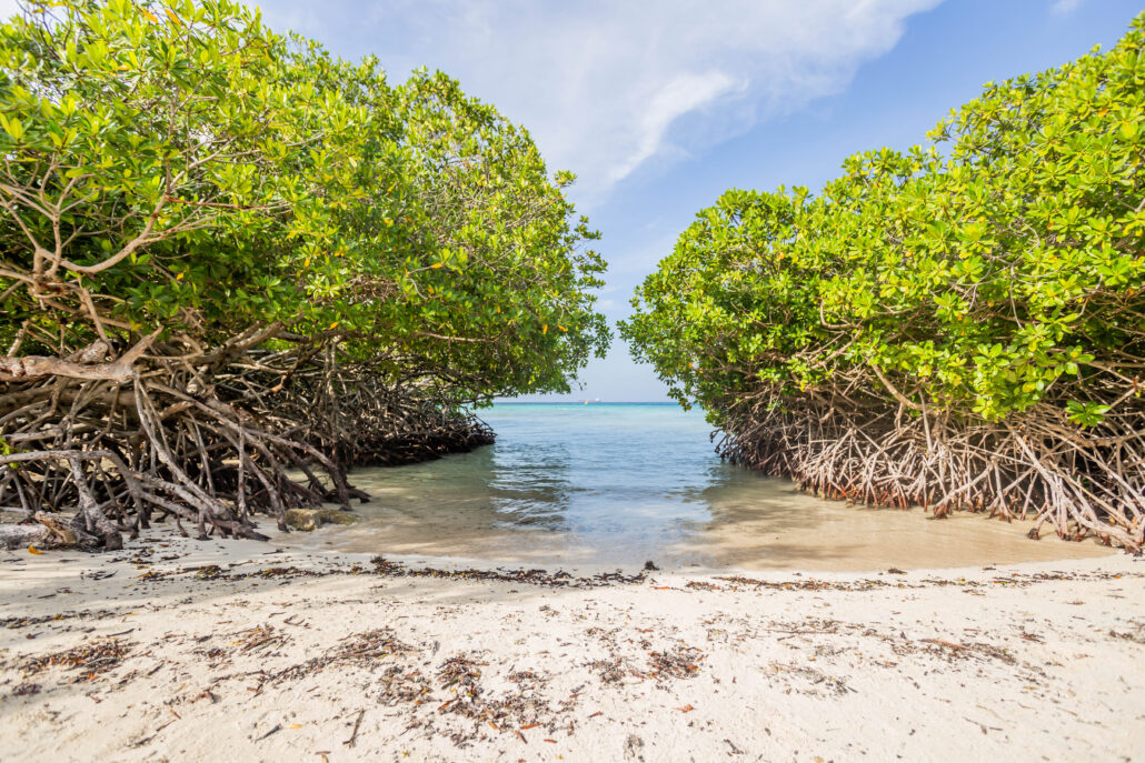Mangroves At Mangel Halto c Aruba Tourism Authority