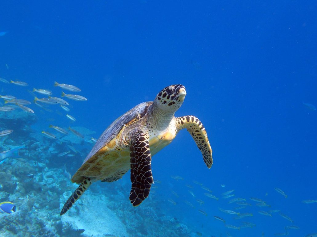 Milaidhoo Underwater Life 1