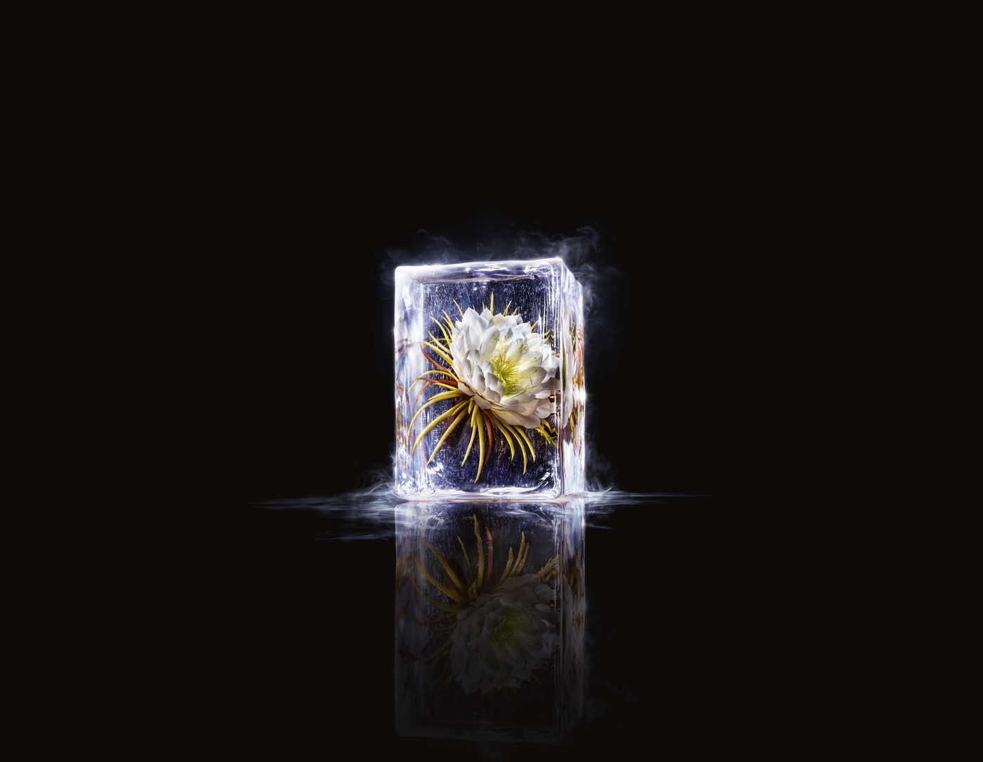 PRECIOUS RARE SCIENCE STILL LIFE