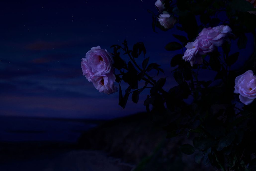 DIOR PRESTIGE THE MIDNIGHT ROSE HARVEST 11