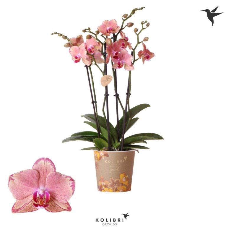 Salon Verde Phalaenopsis Pirate Picotee