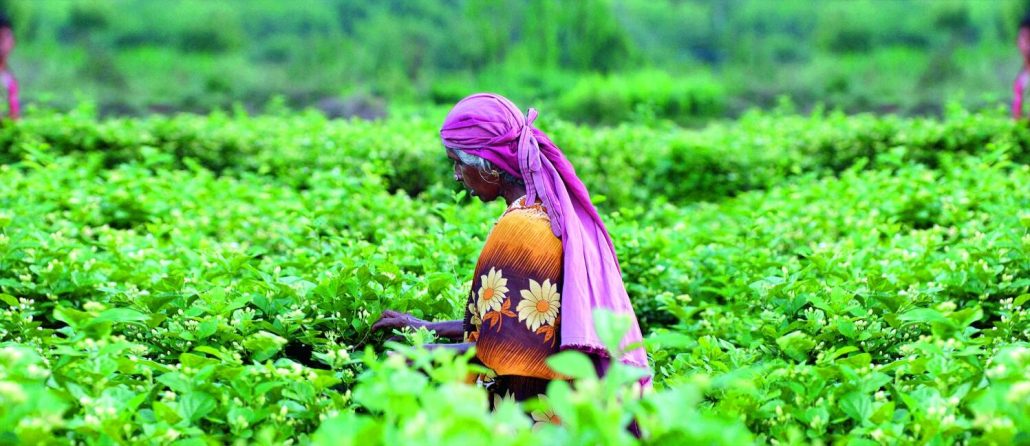 champs inde cmjn 1497x648 1