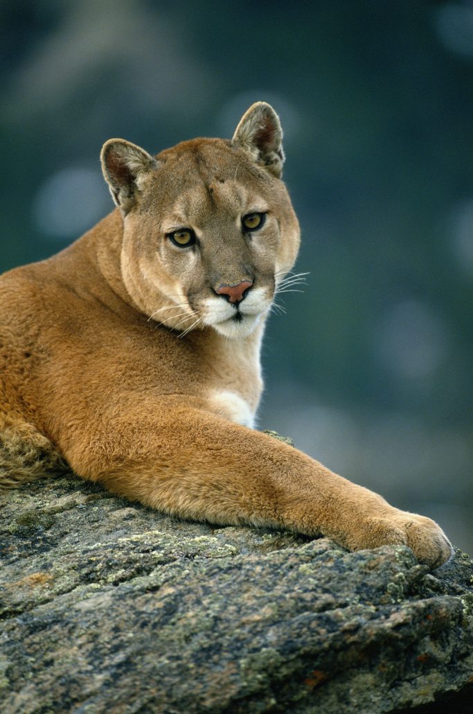 andBeyond South America Puma 3