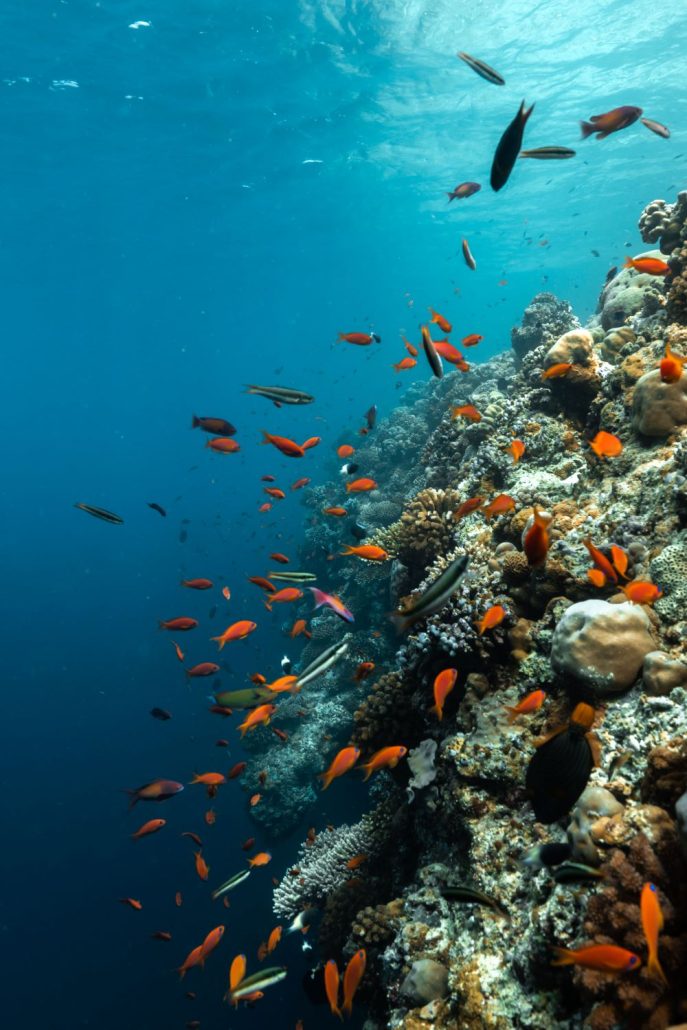 patina maldives alexkydd 2