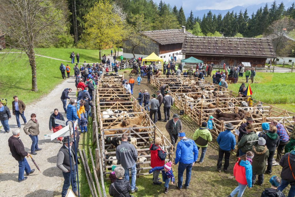 Copyright ist „Bezirk Oberbayern Archiv FLM Glentleiten Foto BaeckFLM Glentleiten Schafpraemierung Baeck