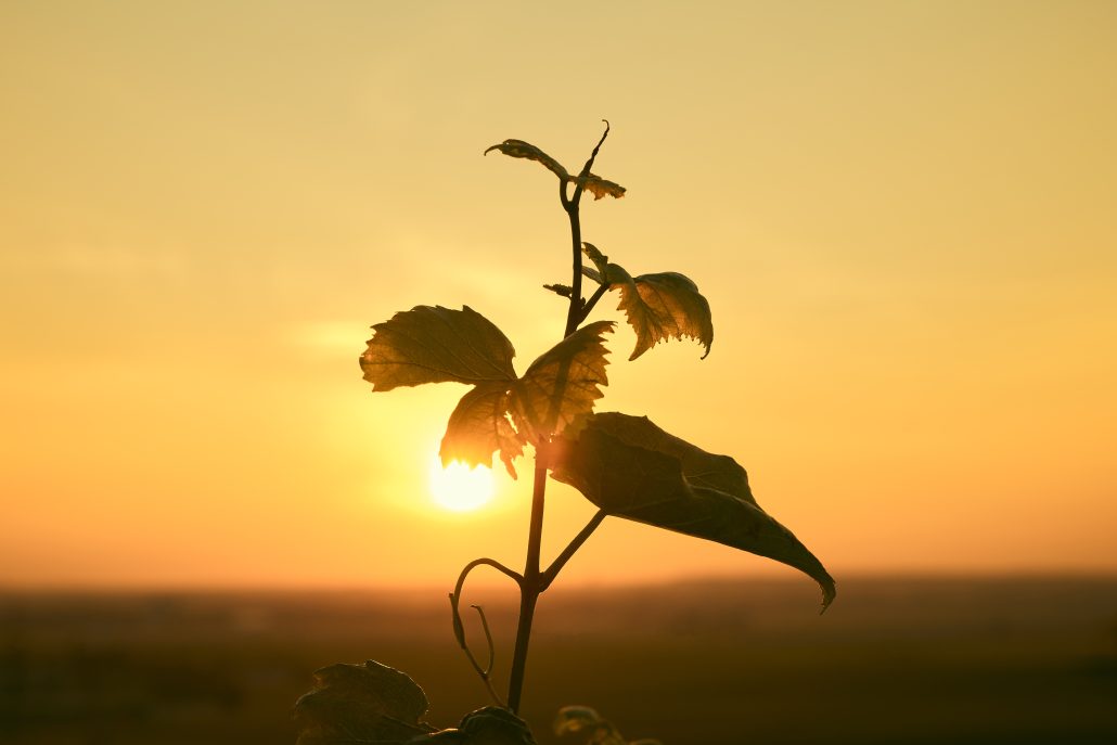 VCxStellaMcCartney 04