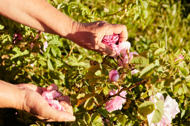 AquaAllegoriaHarvest MoodImage11