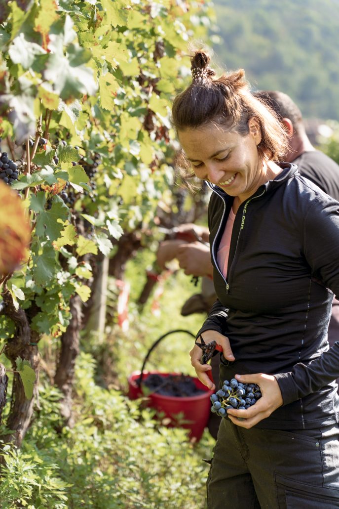 Seeleiten Weingut Ernte Lagrein Benita Moser 1 cSEELEITEN Lake Spa Hotel