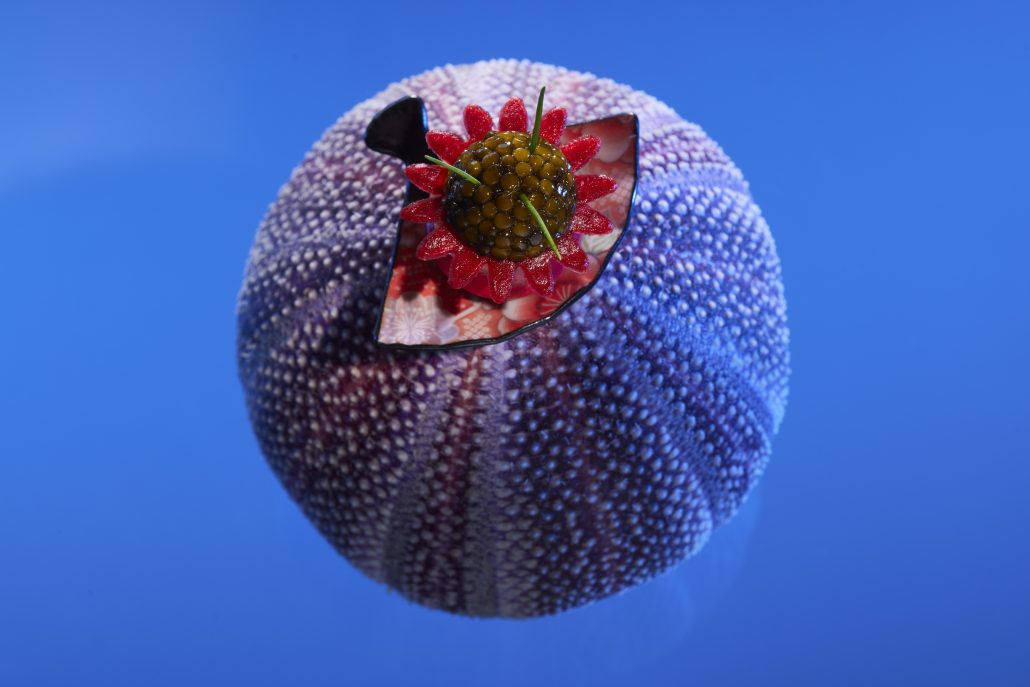 2024 Ocean Rest Dancing Shrimps 5