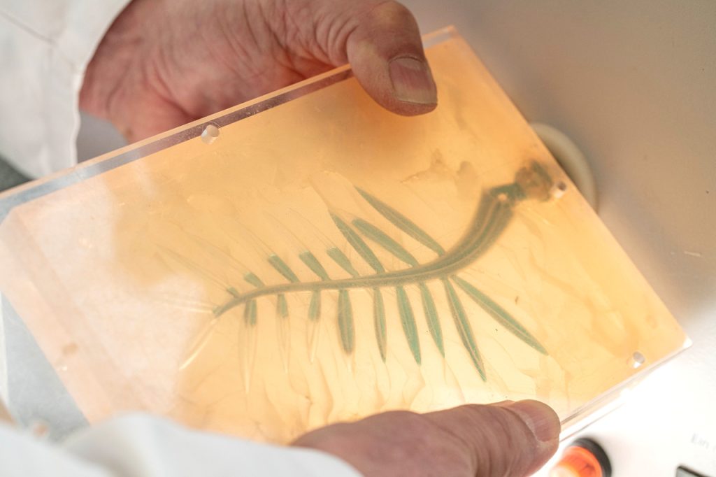 6. Wax Palme in caoutchouc mold 1024x682 1