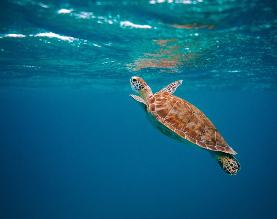 Turtle1 c David Troeger