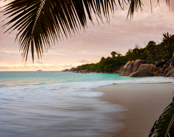 Raffles Seychelles Aerial Beach Palm
