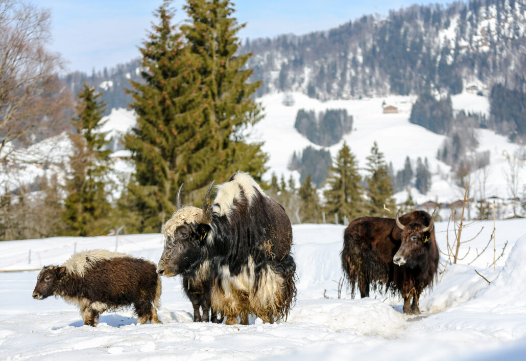 GS Yaks Winter Nina Solansky 6