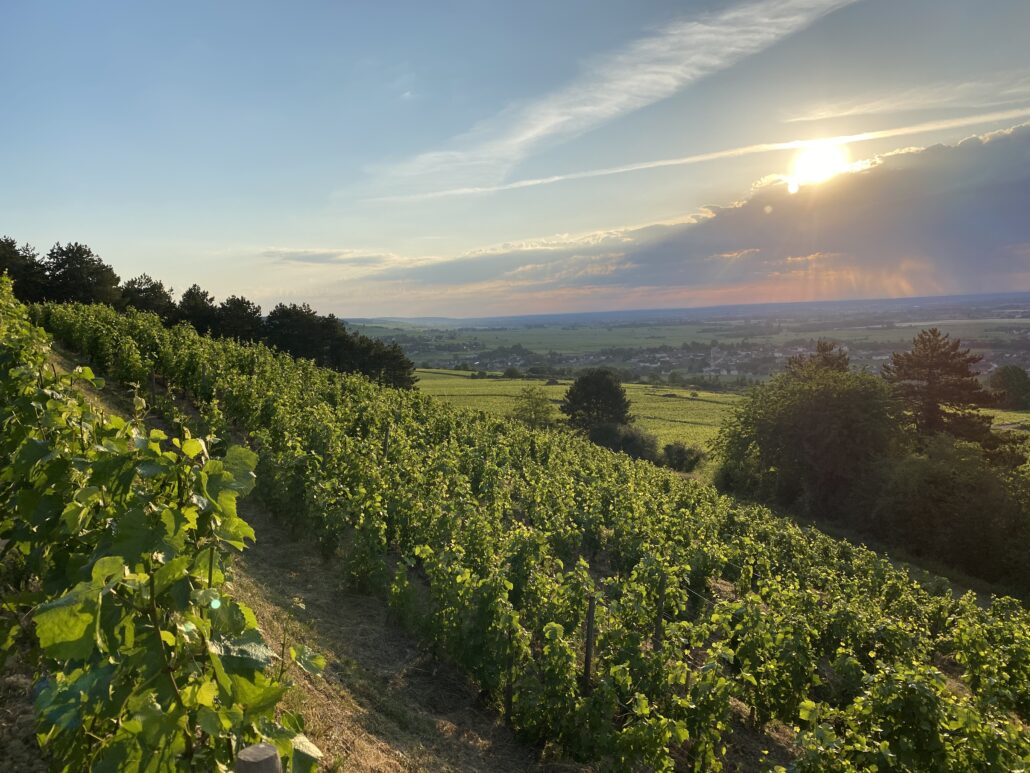 Meursault Les tillets