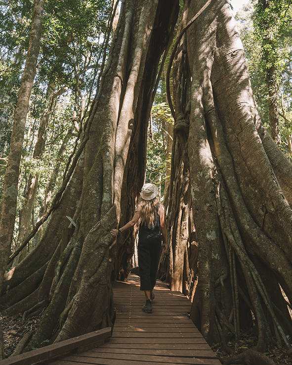 L.Bunya Mountains National ParkCTourism and Events Queensland