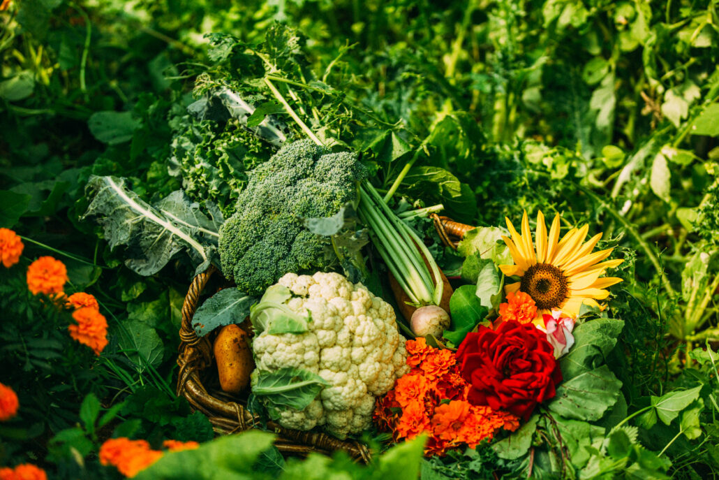 Makris Green 148 web