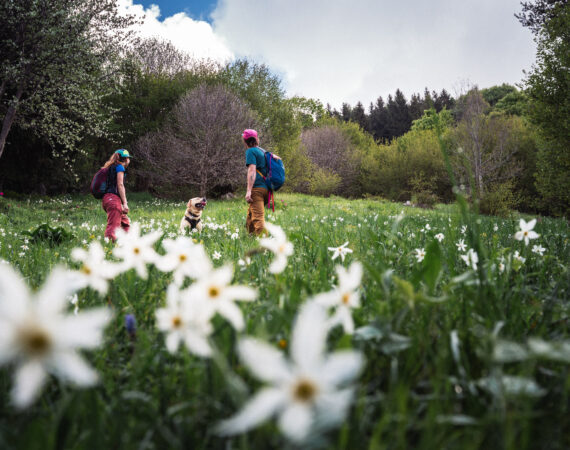 2024 APTGARDADOLOMITI ph DUBINI Trekking Fioritura Dromae 5