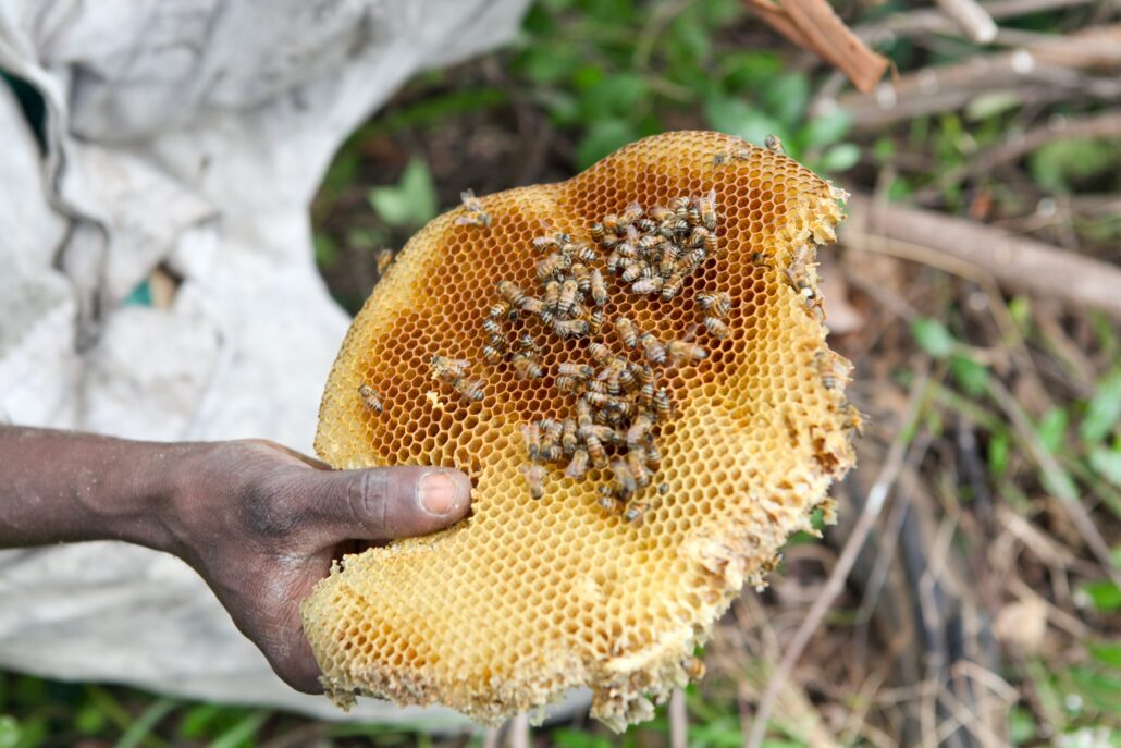 Die Bienenzucht wird als Möglichkeit, die Bienenpopulation zu schützen, betrachtet. ©LUSH